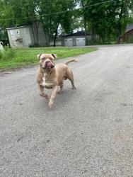 Lost Male Dog last seen 4th St, Huntsville, AL 35801