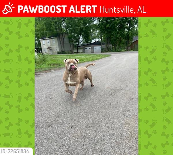 Lost Male Dog last seen 4th St, Huntsville, AL 35801