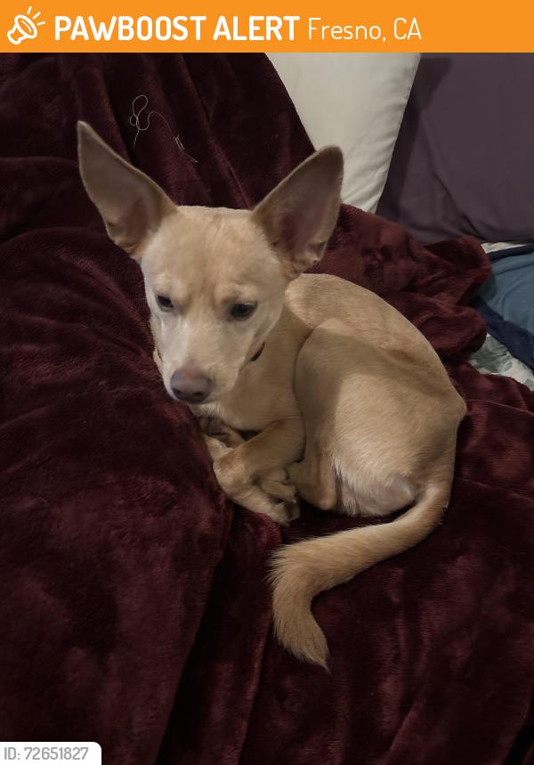 Found/Stray Male Dog last seen Merced & L, Fresno, CA 93721