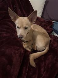 Found/Stray Male Dog last seen Merced & L, Fresno, CA 93721
