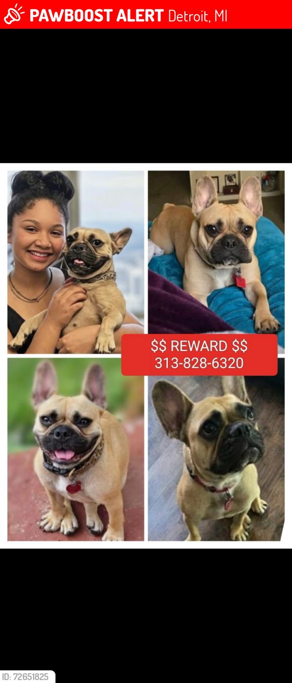 Lost Female Dog last seen West Chicago and Wyoming area also spotted in Dexter and linwood area, Detroit, MI 48204