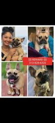 Lost Female Dog last seen West Chicago and Wyoming area also spotted in Dexter and linwood area, Detroit, MI 48204