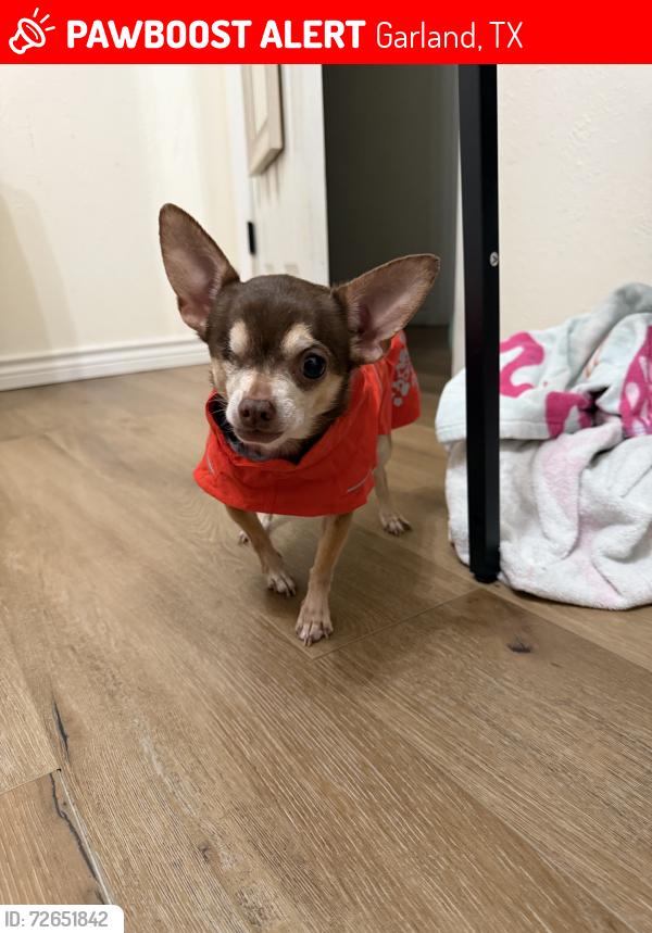 Lost Female Dog last seen Mars dr, Garland, TX 75040