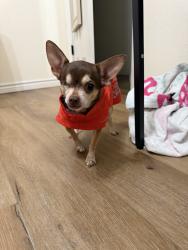 Lost Female Dog last seen Mars dr, Garland, TX 75040