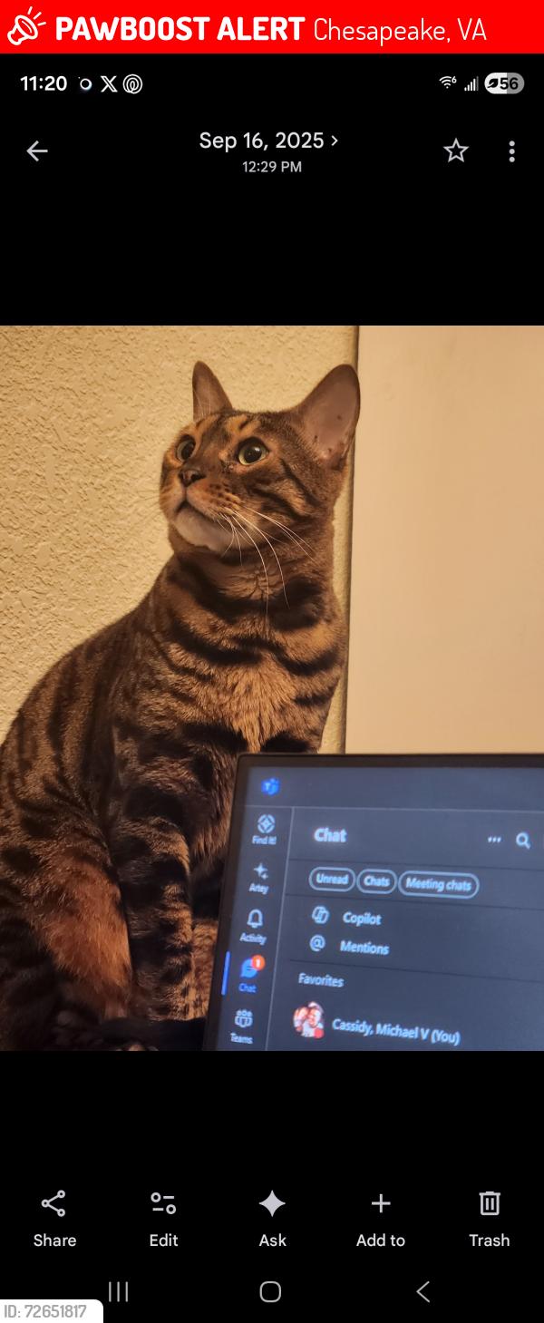 Lost Male Cat last seen Hawthorne , Chesapeake, VA 23325