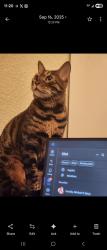 Lost Male Cat last seen Hawthorne , Chesapeake, VA 23325