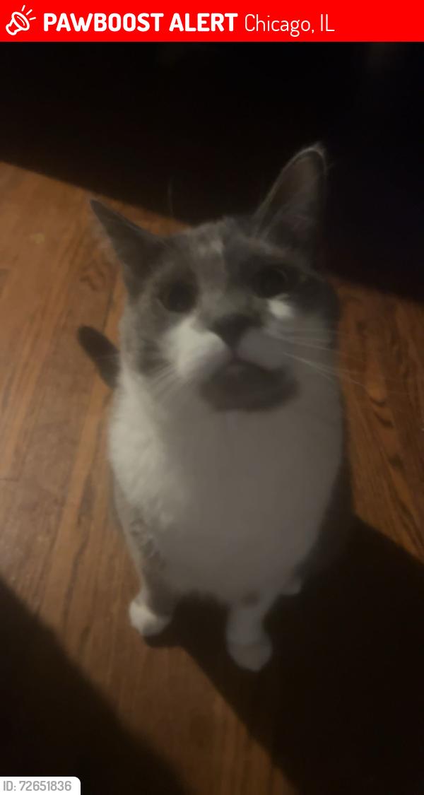 Lost Male Cat last seen Laporte and palmer  by lloyd elementary school , Chicago, IL 60639