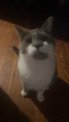 Lost Male Cat last seen Laporte and palmer  by lloyd elementary school , Chicago, IL 60639