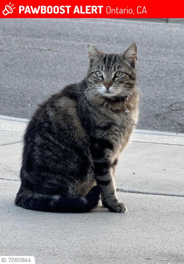 Lost Female Cat last seen Greenwood and Belmont, Ontario, CA 91761