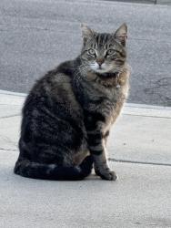Lost Female Cat last seen Greenwood and Belmont, Ontario, CA 91761