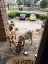 Found/Stray Female Dog last seen Near vlubhouse lane clarksville tn, Clarksville, TN 37043