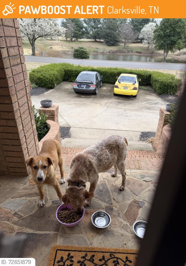 Found/Stray Female Dog last seen Near vlubhouse lane clarksville tn, Clarksville, TN 37043