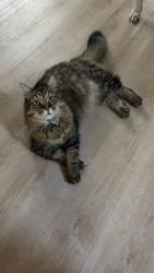 Lost Male Cat last seen 6th Street and Franklin Ave, Sioux Falls, SD 57103