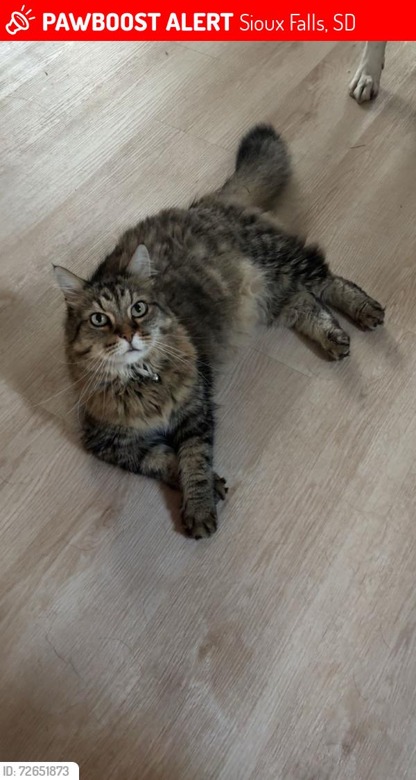 Lost Male Cat last seen 6th Street and Franklin Ave, Sioux Falls, SD 57103