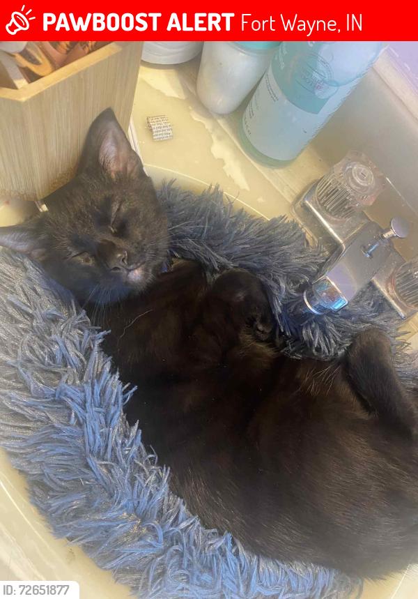 Lost Male Cat last seen snider high school , Fort Wayne, IN 46815