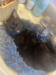 Lost Male Cat last seen snider high school , Fort Wayne, IN 46815