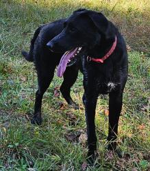 Lost Female Dog last seen Cemetery rd nebo nc, Nebo, NC 28761