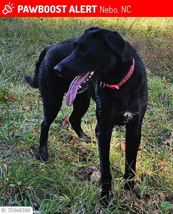 Lost Female Dog last seen Cemetery rd nebo nc, Nebo, NC 28761