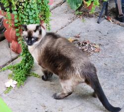 Lost Male Cat last seen High aire, St. Louis, MO 63125