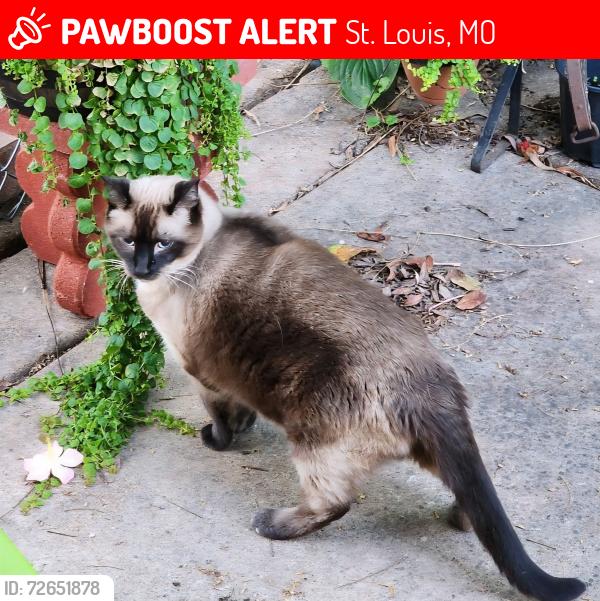 Lost Male Cat last seen High aire, St. Louis, MO 63125