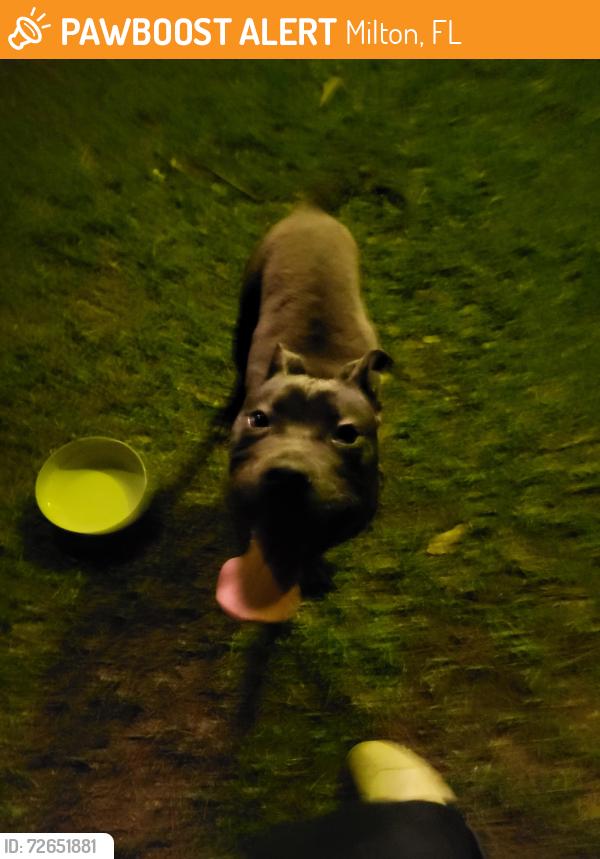 Found/Stray Male Dog last seen Lewis Road, Milton, FL 32570