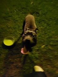 Found/Stray Male Dog last seen Lewis Road, Milton, FL 32570