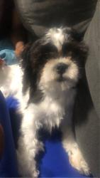 Lost Female Dog last seen 76th Street , Chicago, IL 60649