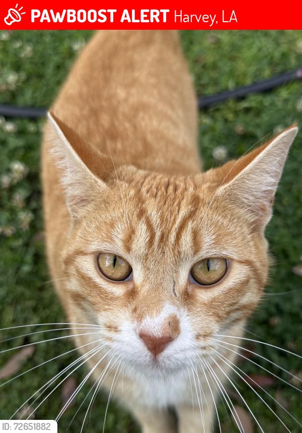 Lost Male Cat last seen Near orchid dr, Harvey, LA 70058