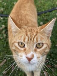 Lost Male Cat last seen Near orchid dr, Harvey, LA 70058