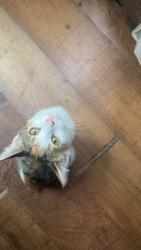 Lost Female Cat last seen Reynolds road and Maine avenue , Lakeland, FL 33801