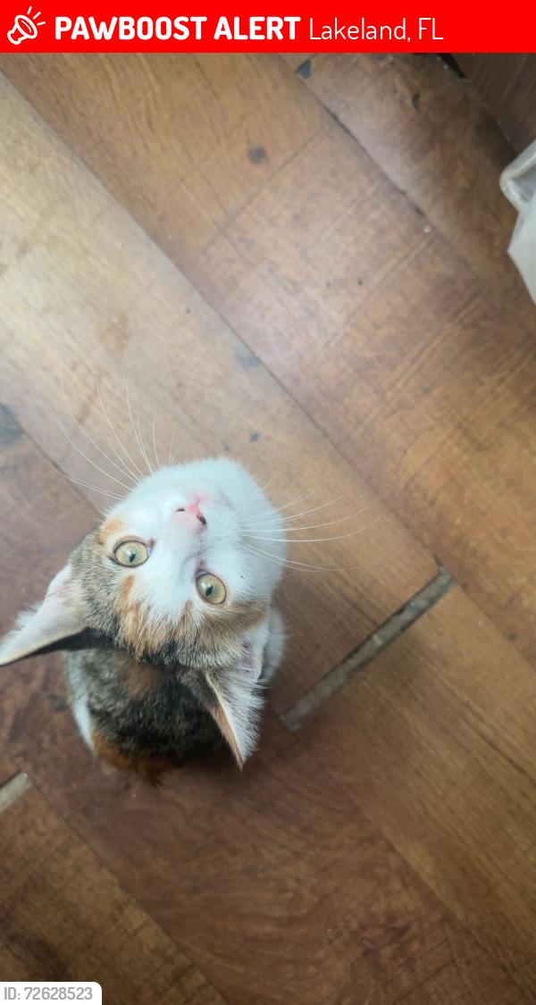 Lost Female Cat last seen Reynolds road and Maine avenue , Lakeland, FL 33801