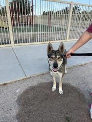 Found/Stray Male Dog last seen Sunset Vista Elementary, Glendale, AZ 85303