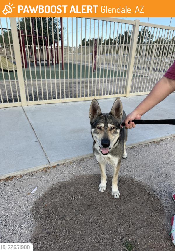 Found/Stray Male Dog last seen Sunset Vista Elementary, Glendale, AZ 85303