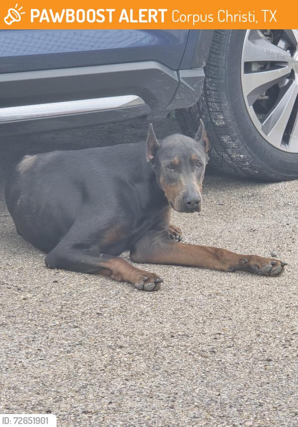 Found/Stray Unknown Dog last seen Subaru dealership, Corpus Christi, TX 78415