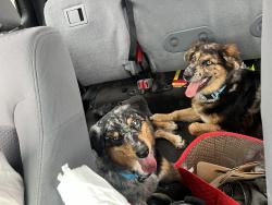 Found/Stray Unknown Dog last seen General mcmullen at castroville rd, San Antonio, TX 78237