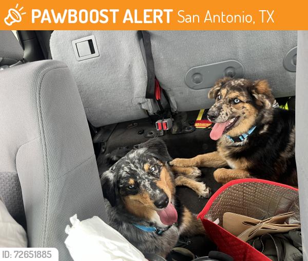 Found/Stray Unknown Dog last seen General mcmullen at castroville rd, San Antonio, TX 78237