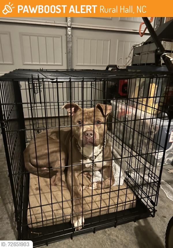 Found/Stray Male Dog last seen Bitting Hall, Rural Hall, NC, Rural Hall, NC 27045