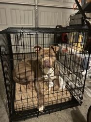 Found/Stray Male Dog last seen Bitting Hall, Rural Hall, NC, Rural Hall, NC 27045