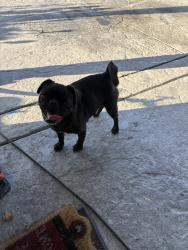 Found/Stray Female Dog last seen Stewart and lamb, Las Vegas, NV 89110