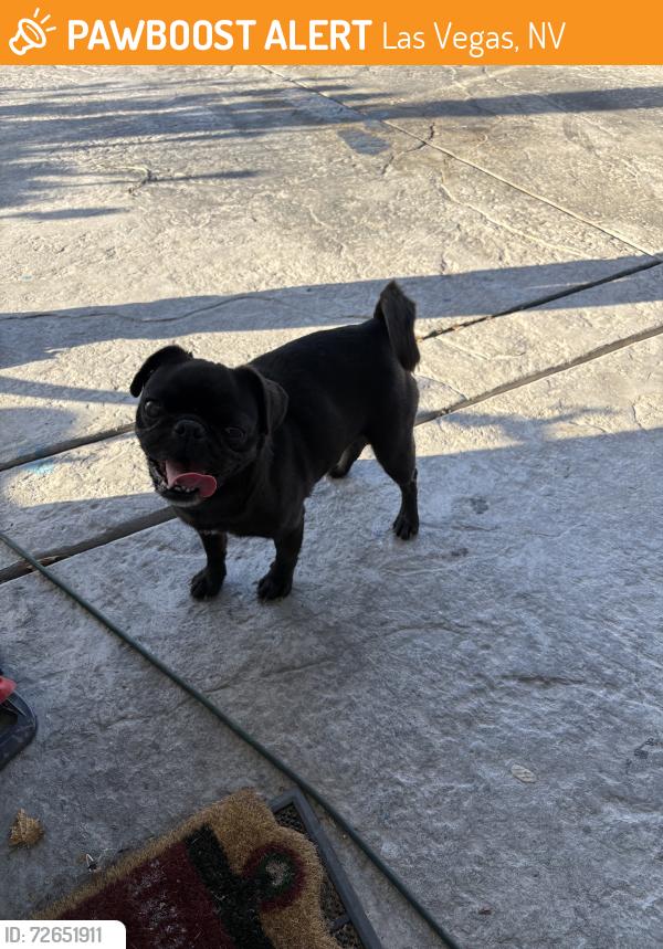 Found/Stray Female Dog last seen Stewart and lamb, Las Vegas, NV 89110