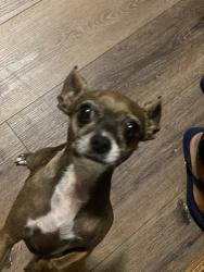 Lost Female Dog last seen Mississippi & Peoria , Aurora, CO 80012