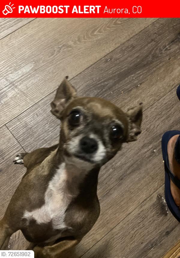 Lost Female Dog last seen Mississippi & Peoria , Aurora, CO 80012