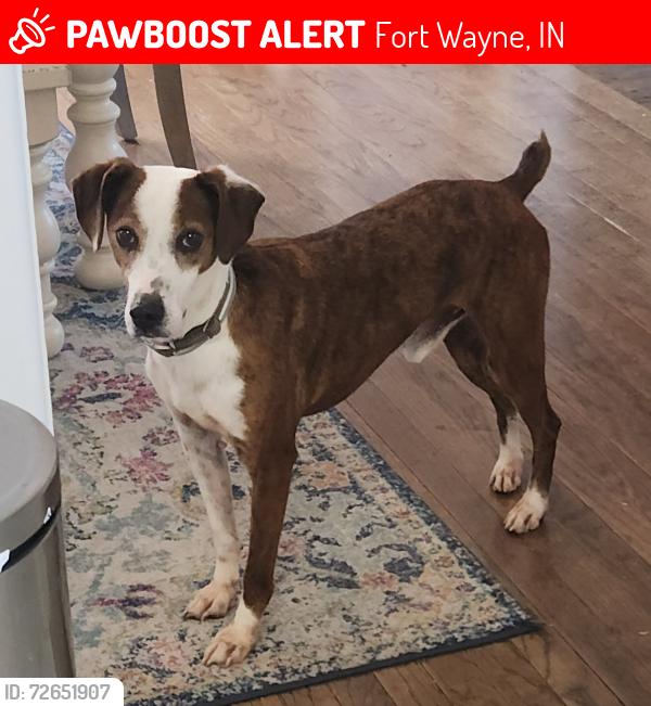 Lost Male Dog last seen Kirkland Avenue , Fort Wayne, IN 46805