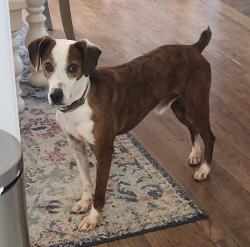 Lost Male Dog last seen Kirkland Avenue , Fort Wayne, IN 46805