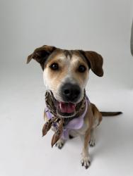 Found/Stray Female Dog last seen Near , Princeton, FL 33032