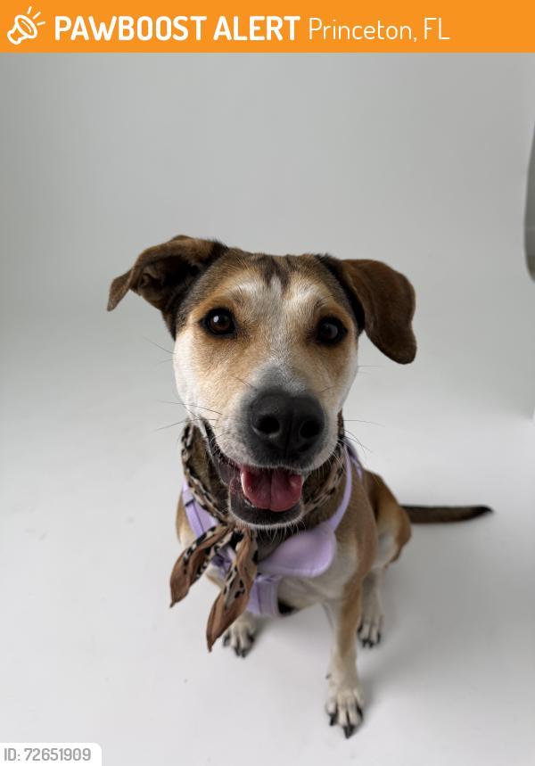 Found/Stray Female Dog last seen Near , Princeton, FL 33032