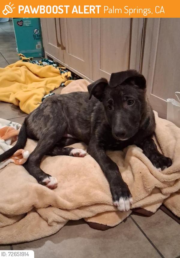 Found/Stray Female Dog last seen Palm Canyon, Palm Springs, CA 92262