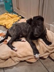 Found/Stray Female Dog last seen Palm Canyon, Palm Springs, CA 92262