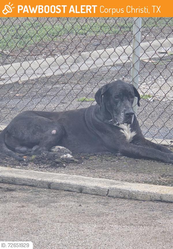 Found/Stray Male Dog last seen Subaru dealership , Corpus Christi, TX 78415