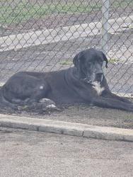 Found/Stray Male Dog last seen Subaru dealership , Corpus Christi, TX 78415